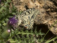 Papilio machaon 59, Koninginnenpage, Saxifraga-Willem van Kruijsbergen