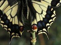 Papilio machaon 6, Koninginnenpage, Vlinderstichting-Nely Honig