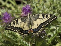 Papilio machaon 61, Koninginnenpage, Saxifraga-Willem van Kruijsbergen