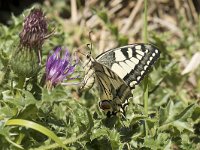 Papilio machaon 63, Koninginnenpage, Saxifraga-Willem van Kruijsbergen