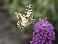 Papilio machaon 78, Koninginnenpage, Saxifraga-Willem van Kruijsbergen