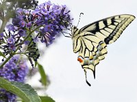 Papilio machaon 82, Koninginnenpage, Saxifraga-Tom Heijnen