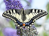 Papilio machaon 85, Koninginnenpage, Saxifraga-Tom Heijnen