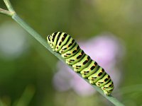 Papilio machaon 92, Koninginnenpage, Saxifraga-Tom Heijnen