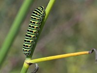 Papilio machaon 94, Koninginnenpage, Saxifraga-Tom Heijnen