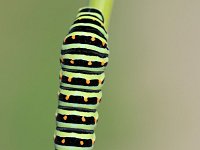 Papilio machaon 96, Koninginnenpage, Saxifraga-Tom Heijnen