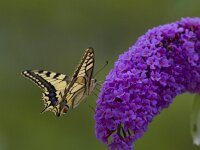 Papilio machaon 99, Koninginnenpagina, Saxifraga-Jan Nijendijk