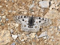 Parnassius apollo 96, Apollovlinder, Saxifraga-Luuk Vermeer