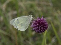 Pieris brassicae 41, Groot koolwitje, Saxifraga-Willem van Kruijsbergen