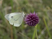 Pieris brassicae 42, Groot koolwitje, Saxifraga-Willem van Kruijsbergen