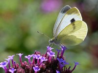 Pieris mannii 10, Scheefbloemwitje, Saxifraga-Tom Heijnen