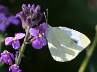 Pieris mannii 12, Scheefbloemwitje, Saxifraga-Tom Heijnen