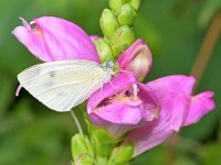 Pieris mannii 5, Scheefbloemwitje, Saxifraga-Tom Heijnen