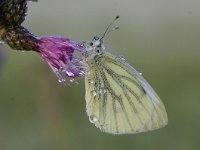 Pieris napi 53, Klein geaderd witje, Saxifraga-Luuk Vermeer