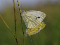 Pieris napi 55, Klein geaderd witje, Saxifraga-Luuk Vermeer