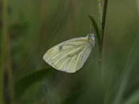 Pieris napi 59, Klein geaderd witje, Saxifraga-Luuk Vermeer