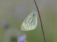 Pieris napi 60, Klein geaderd witje, Saxifraga-Luuk Vermeer