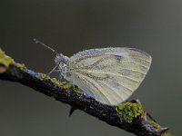 Pieris napi 62, Klein geaderd witje, Saxifraga-Luuk Vermeer