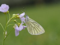 Pieris napi 64, Klein geaderd witje, Saxifraga-Luuk Vermeer