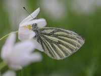 Pieris napi 65, Klein geaderd witje, Saxifraga-Luuk Vermeer