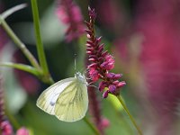 Pieris napi 68, Klein geaderd witje, Saxifraga-Tom Heijnen