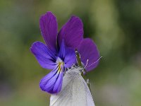 Pieris rapae 44, Klein koolwitje, Saxifraga-Luuk Vermeer