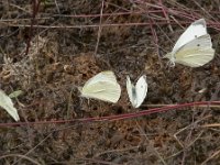 Pieris rapae 50, Klein koolwitje, Saxifraga-Willem van Kruijsbergen