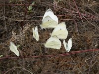 Pieris rapae 53, Klein koolwitje, Saxifraga-Willem van Kruijsbergen