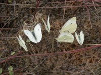 Pieris rapae 54, Klein koolwitje, Saxifraga-Willem van Kruijsbergen