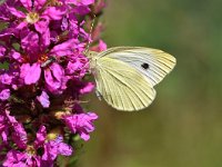 Pieris rapae 57, Klein koolwitje, Saxifraga-Tom Heijnen