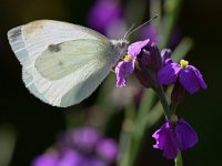 Pieris rapae 60, Klein koolwitje, Saxifraga-Tom Heijnen