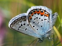 Plebejus argus 111, Heideblauwtje, Saxifraga-Hans Dekker