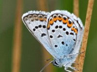 Plebejus argus 112, Heideblauwtje, Saxifraga-Hans Dekker