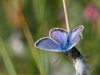 Plebejus argus 113, Heideblauwtje, Saxifraga-Hans Dekker