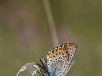 Plebejus argus 116, Heideblauwtje, Saxifraga-Luuk Vermeer