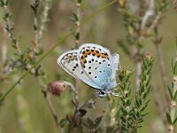 Plebejus argus 119, male, Heideblauwtje, Saxifraga-Joep Steur