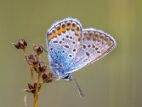 male silver studded blue butterfly preparing for night  male Silver-studded blue (Plebejus argus) butterfly preparing for night on Sharp-flowered Rush (Juncus acutiflorus) in natural habitat : Bug, Netherlands, Plebejus, antenna, argus, background, beautiful, beauty, blue, butterfly, calluna, close, color, colorful, common, daily, evening, eyes, fauna, flora, flower, flutter, fly, garden, germany, green, heath, heather, herb, insect, macro, mating, meadow, moor, morning, moth, nature, pattern, plant, plebeius, polyommatus, purple, silver, spots, studded, summer, top, up, warm, wings