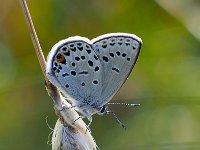 Plebejus optilete 36, Veenbesblauwtje, Saxifraga-Hans Dekker