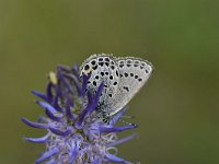 Plebejus optilete 39, Veenbesblauwtje, Saxifraga-Luuk Vermeer