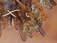 Polygonia c-album 58, Gehakkelde aurelia, Saxifraga-Ab H. Baas