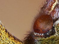 Polygonia c-album 60, Gehakkelde aurelia, Saxifraga-Ab H. Baas