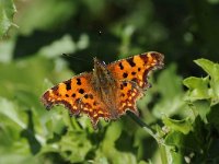 Polygonia c-album 71, Gehakkelde aurelia, Saxifraga-Luuk Vermeer