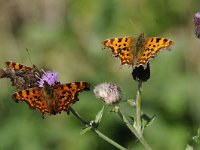 Polygonia c-album 72, Gehakkelde aurelia, Saxifraga-Luuk Vermeer