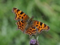 Polygonia c-album 74, Gehakkelde aurelia, Saxifraga-Luuk Vermeer