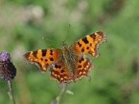 Polygonia c-album 75, Gehakkelde aurelia, Saxifraga-Luuk Vermeer