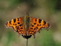 Polygonia c-album 79, Gehakkelde aurelia, Saxifraga-Luuk Vermeer