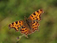 Polygonia c-album 81, Gehakkelde aurelia, Saxifraga-Luuk Vermeer