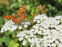 Polygonia c-album 84, Gehakkelde Aurelia, Saxifraga-Tom Heijnen