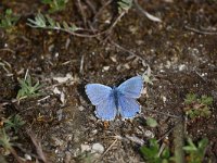 Polyommatus bellargus, Adonis Blue