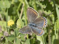 Polyommatus bellargus 76, Adonisblauwtje, Saxifraga-Willem van Kruijsbergen